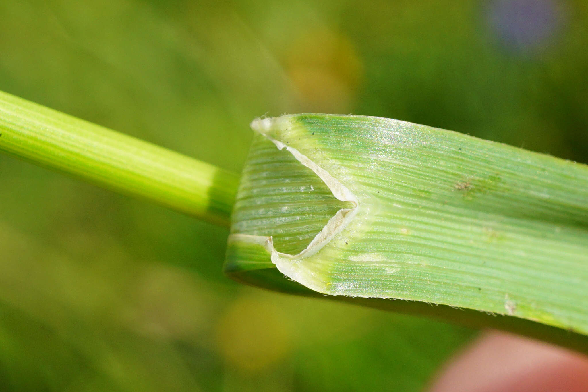 Image of Phleum alpinum subsp. rhaeticum Humphries