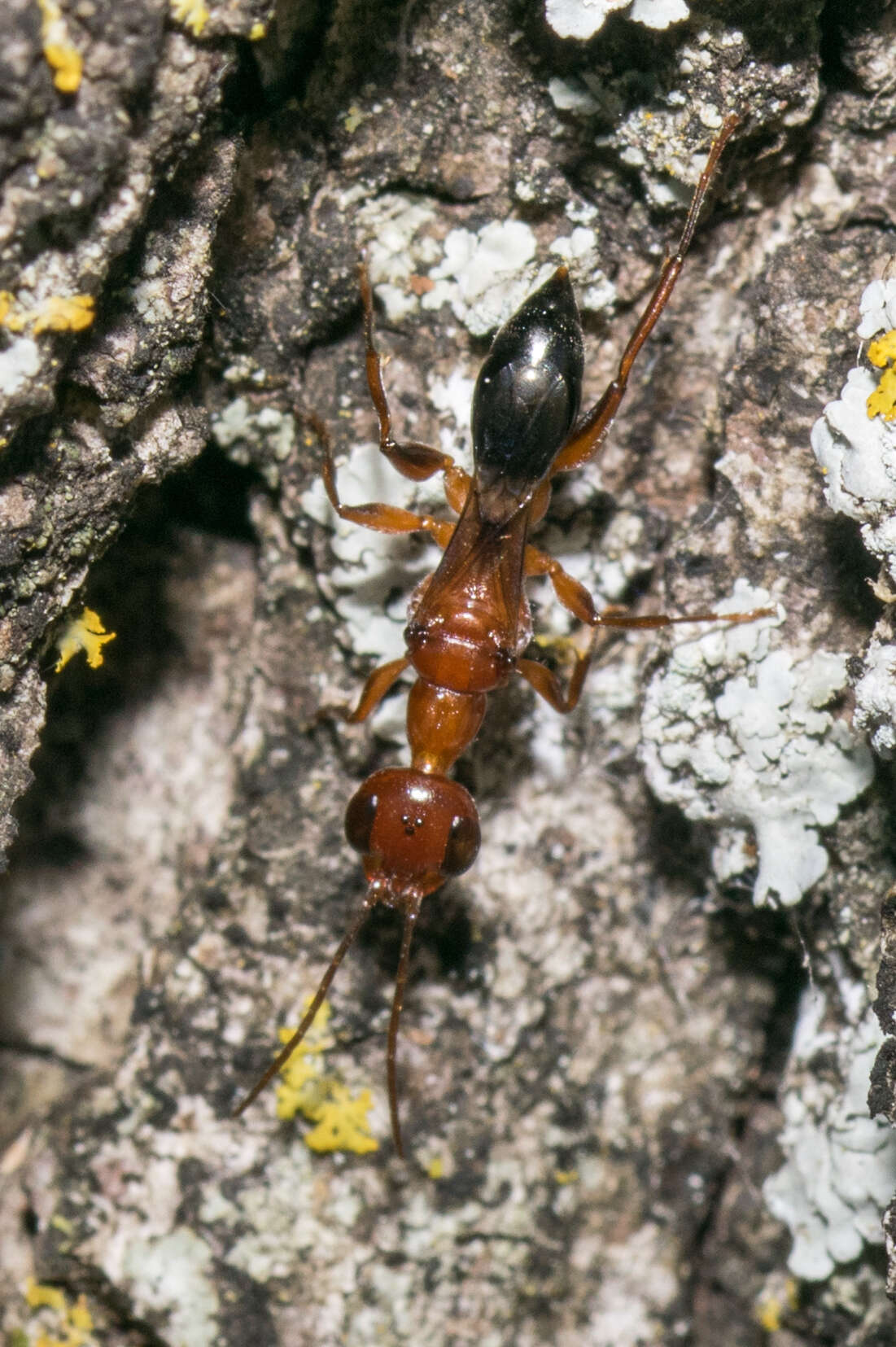 Image of Ampulex ferruginea Bradley 1934