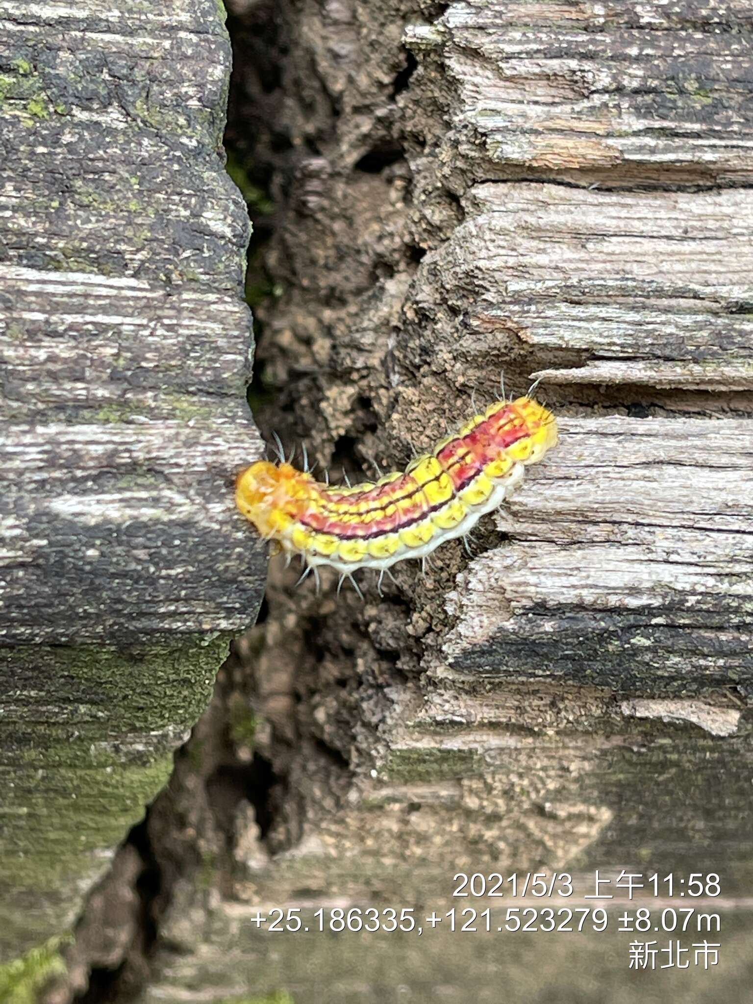 Image of Rhodopsona rutila Jordan 1910