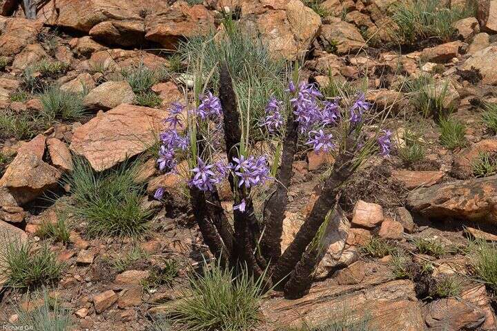 Image de Xerophyta retinervis Baker