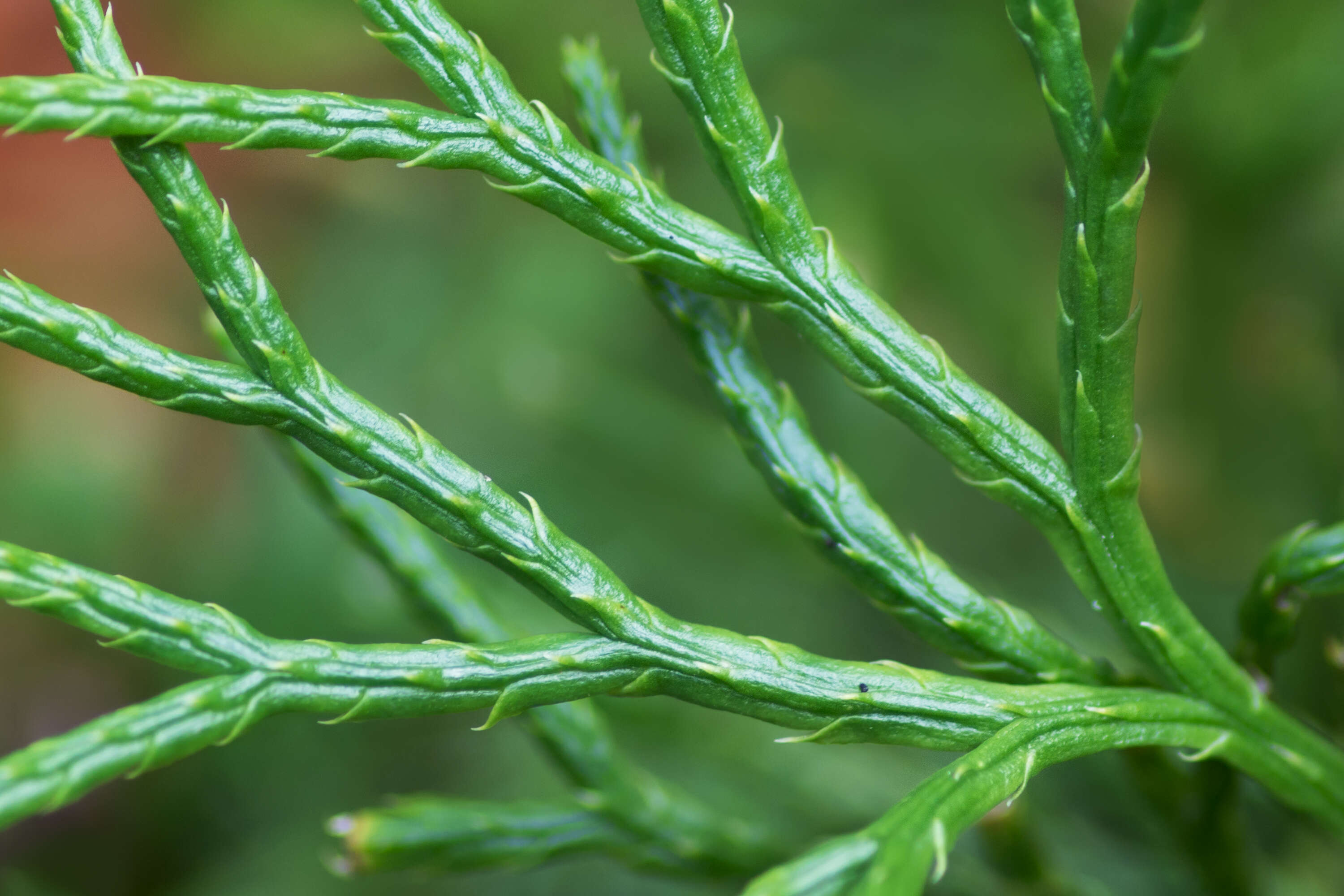 Image of complanate clubmoss