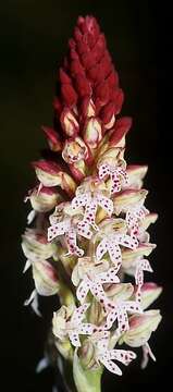 Image of Burnt orchid