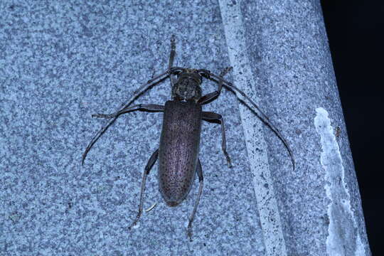 Image of Long-horned beetle