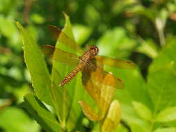 Image of Eastern Amberwing