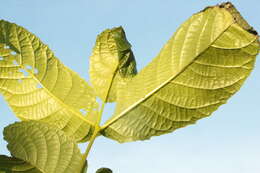 Image of walnut leaf miner