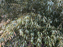 Image of yellow grove bamboo