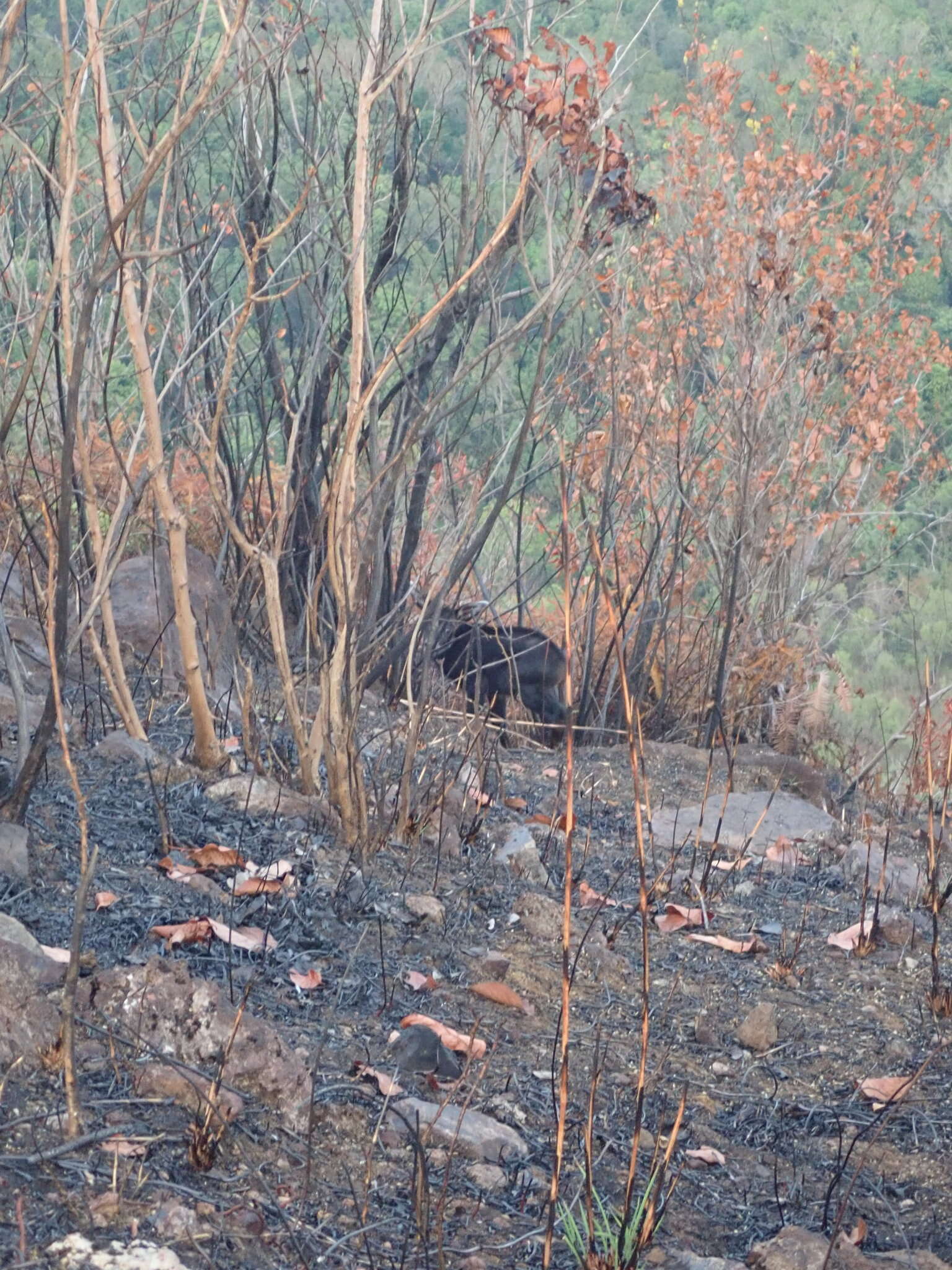 Image of Sumatran serow