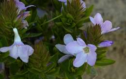 Image of Barleria monticola Oberm.