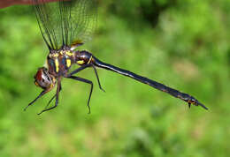 Image of Clamp-tipped Emerald