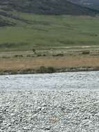 Image of Black-fronted Tern