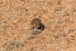 Macropus robustus erubescens Sclater 1870的圖片