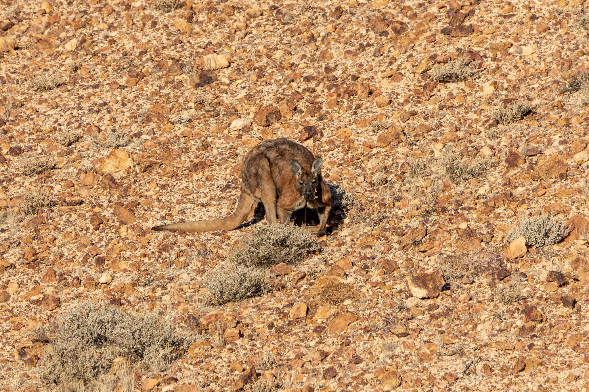 Macropus robustus erubescens Sclater 1870的圖片