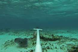 Image of Southern stingray