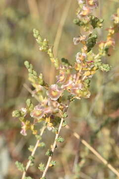 Image of Nitrosalsola vermiculata (L.) Theodorova