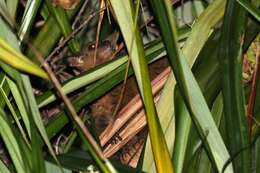 Image of Garnett's Greater Galago