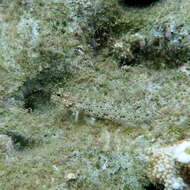 Image of Goldman&#39;s goby