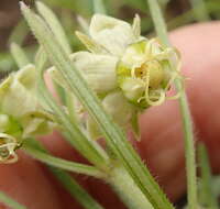 Image of Miraglossum verticillare (Schltr.) F. K. Kupicha