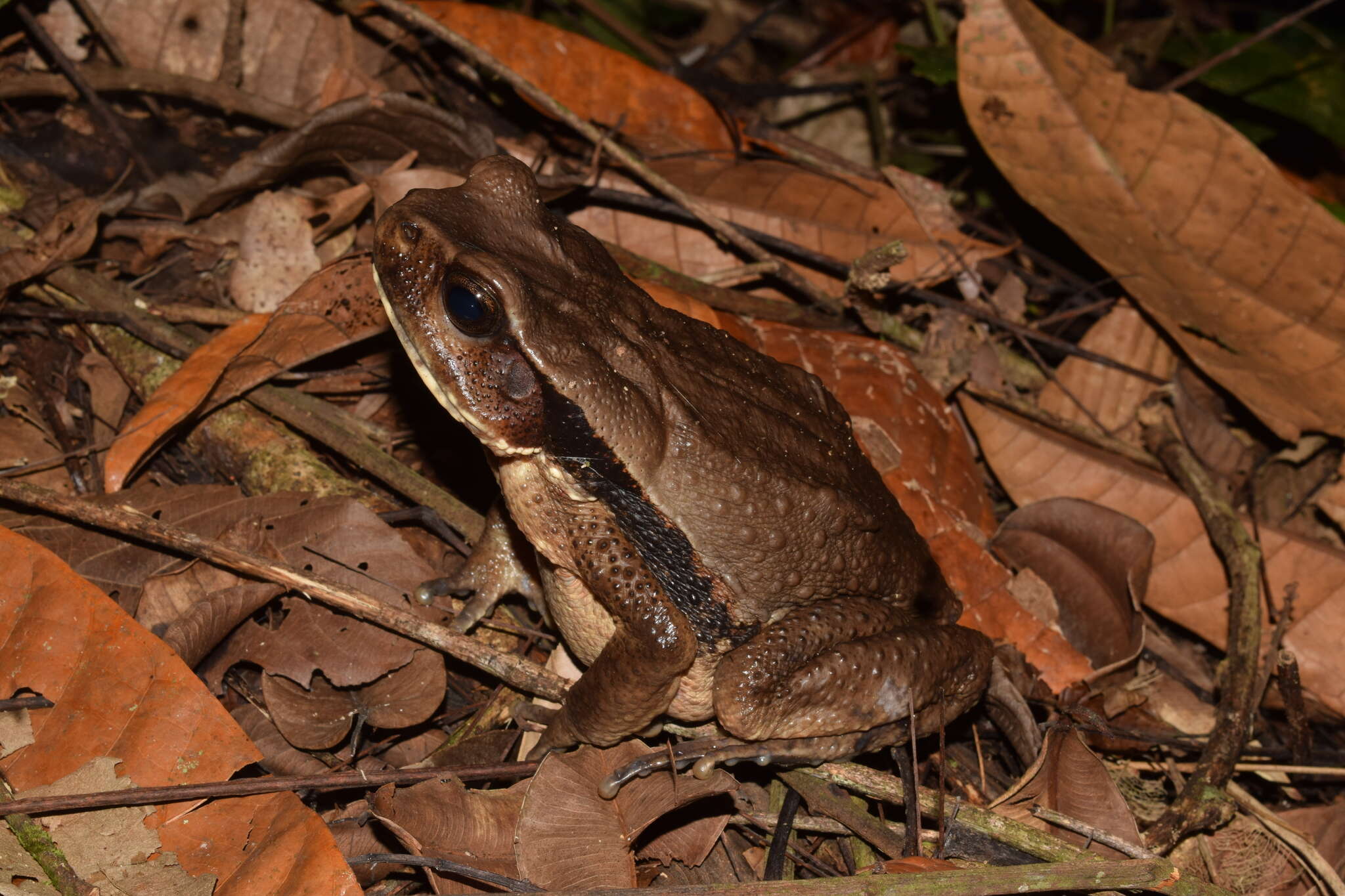 Image of Rhaebo ecuadorensis Mueses-Cisneros, Cisneros-Heredia & McDiarmid 2012