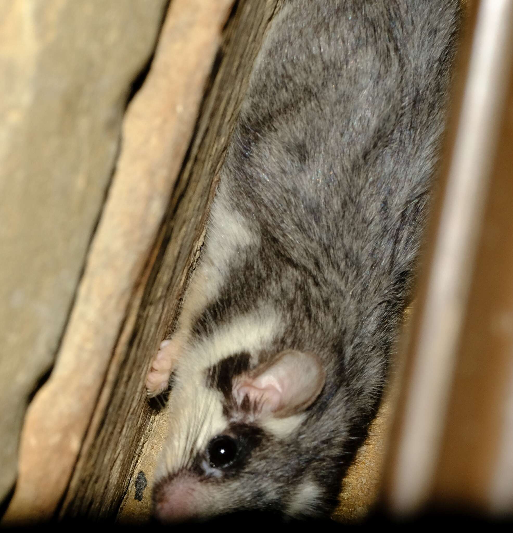 Image of Cape Dormouse