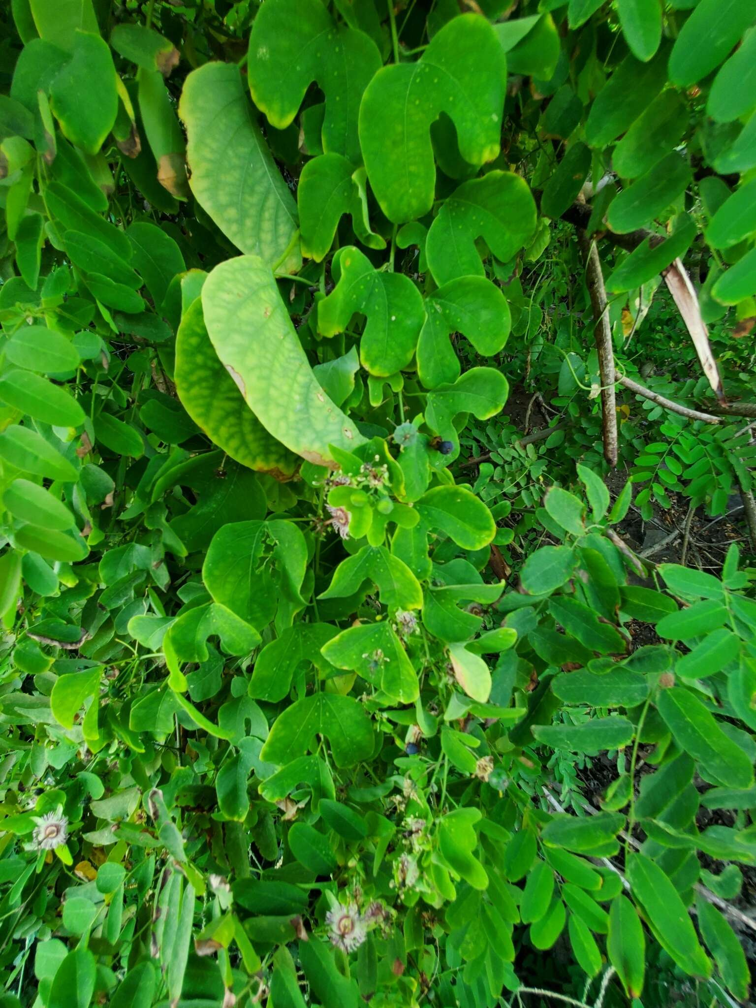 Passiflora jorullensis Kunth的圖片