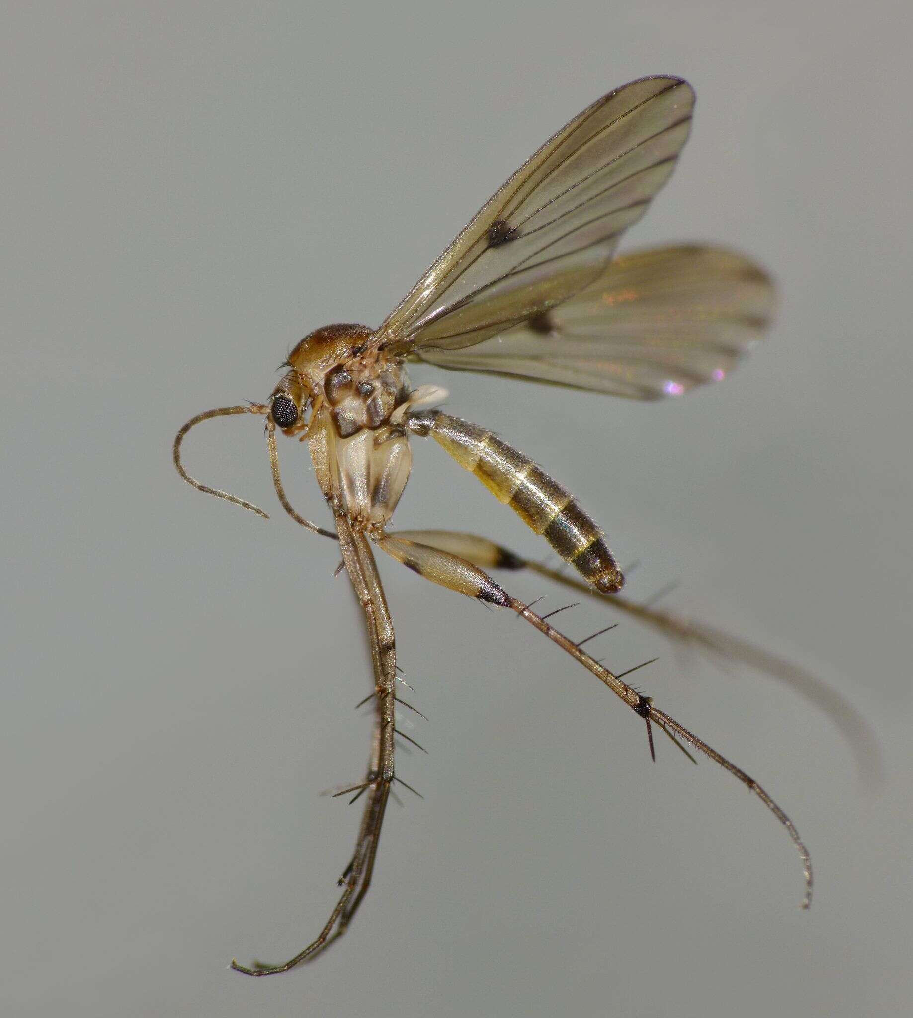Image of Mycetophila marginepunctata Tonnoir & Edwards 1927