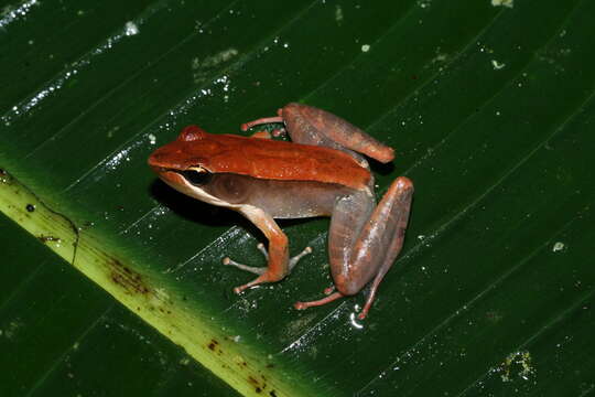 Image de Mantidactylus melanopleura (Mocquard 1901)