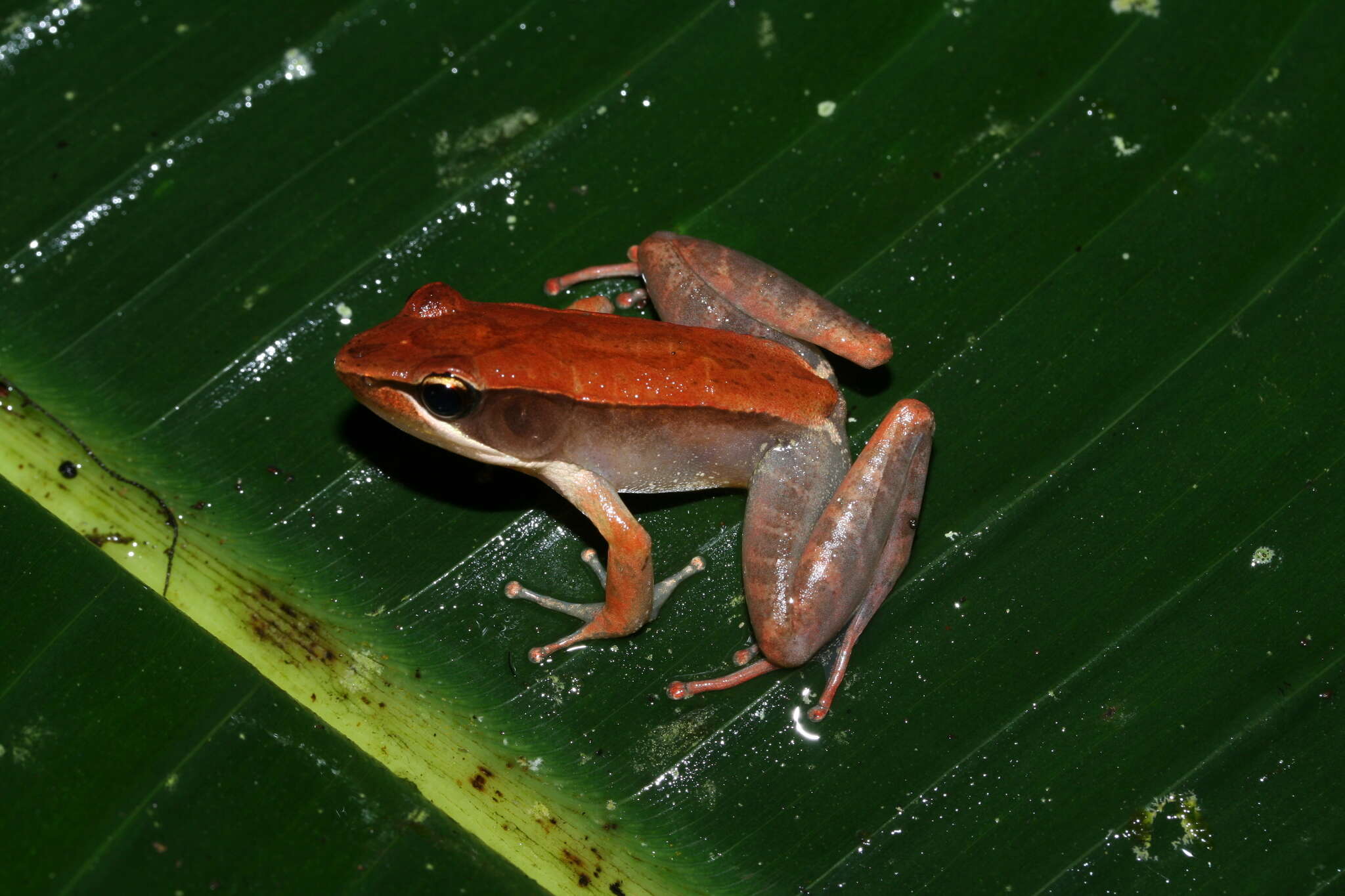 صورة Mantidactylus melanopleura (Mocquard 1901)