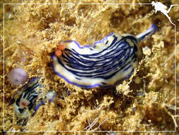 Image de Hypselodoris maritima (Baba 1949)