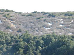 Image of Oregon white oak