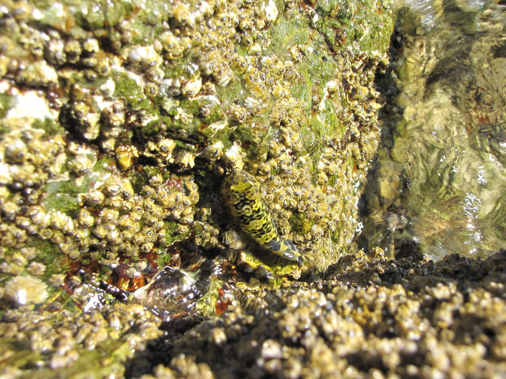 Image of Cortez clingfish