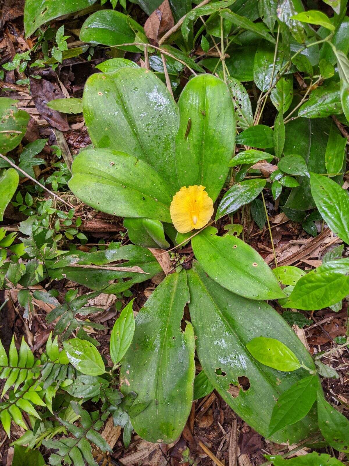 Imagem de Chamaecostus acaulis (S. Moore) T. André & C. D. Specht