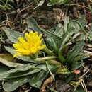 Image of Kazakh dandelion