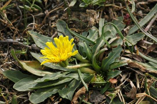 Image de Taraxacum kok-saghyz Rodin