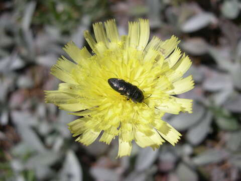 Image de <i>Acmaeodera <i>bipunctata</i></i> bipunctata