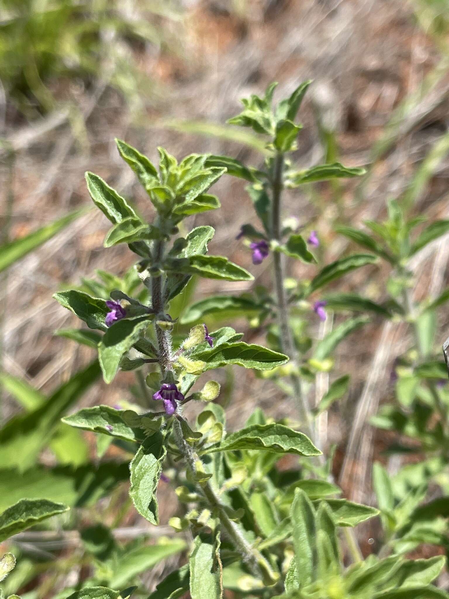 Image of Endostemon tereticaulis (Poir.) M. R. Ashby