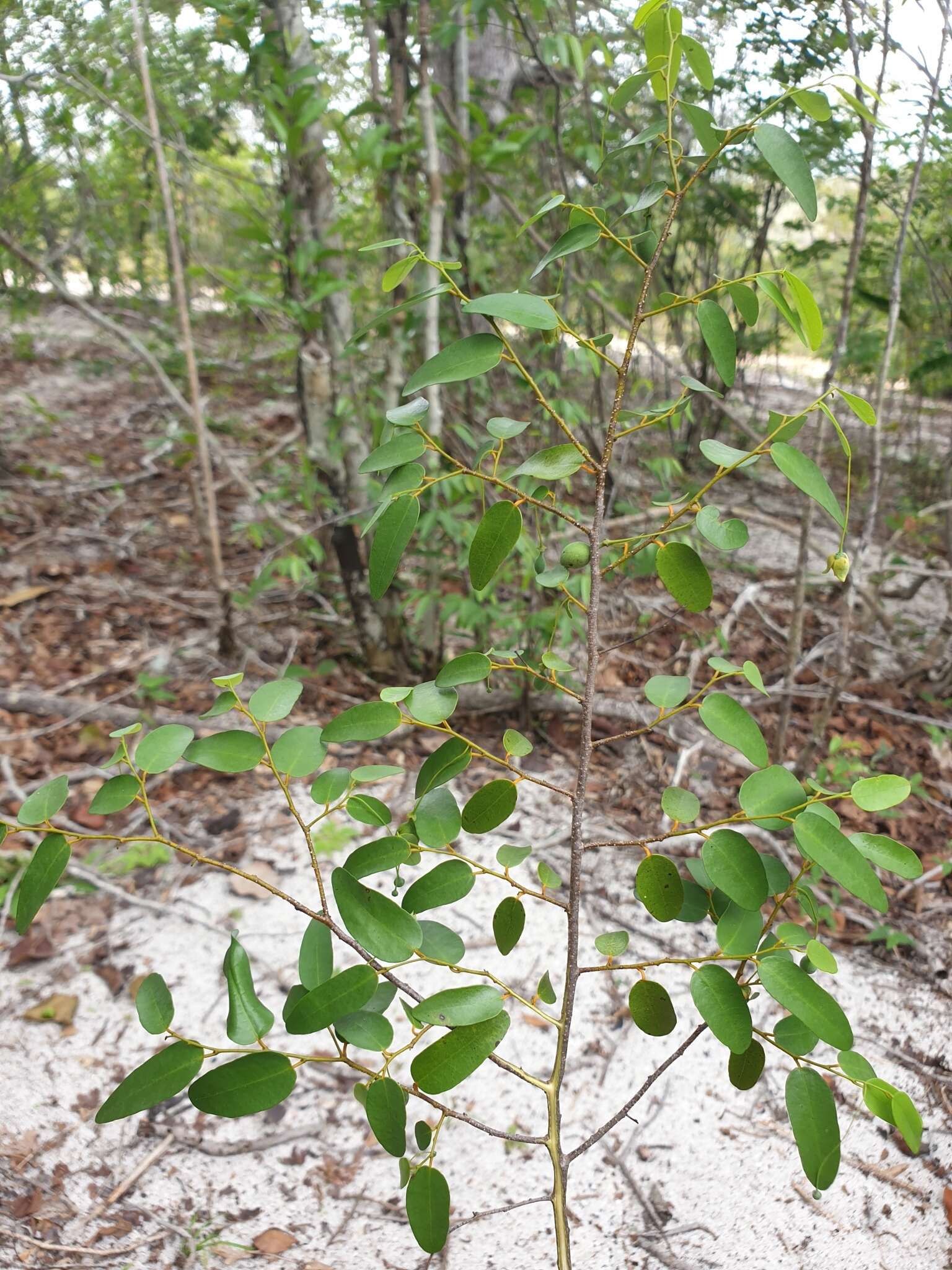 Image of Monanthotaxis micrantha (Baker) Verdc.