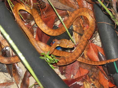 Image of Brown tree snake