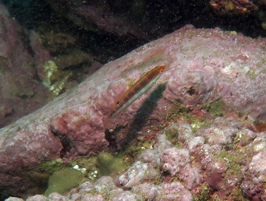 Image of Rainbow Slender Wrasse