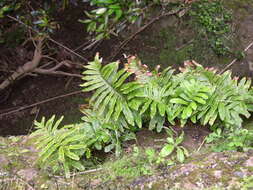 Plancia ëd Polypodium macaronesicum subsp. azoricum (Vasc.) F. J. Rumsey, Carine & Robba