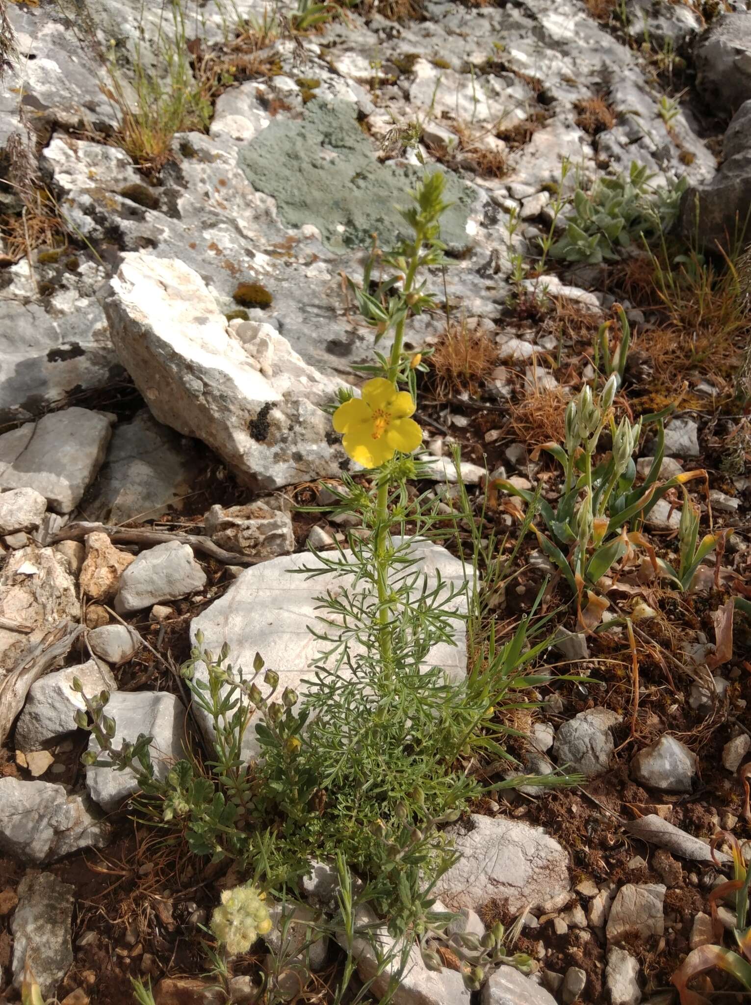 Sivun Verbascum orientale (L.) All. kuva