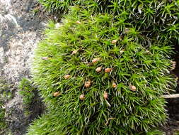 Image of oval dry rock moss