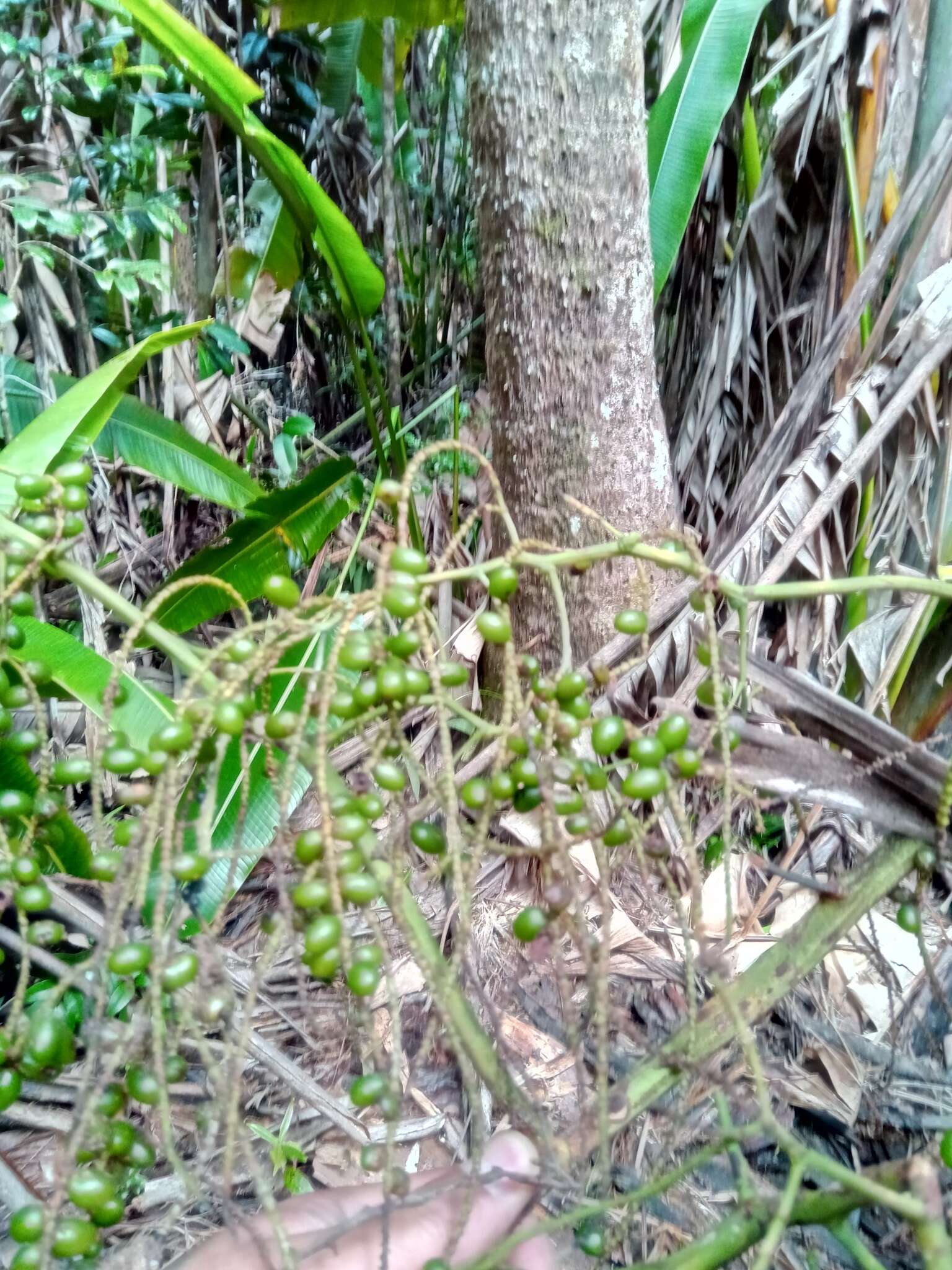 Image of Dypsis pinnatifrons Mart.