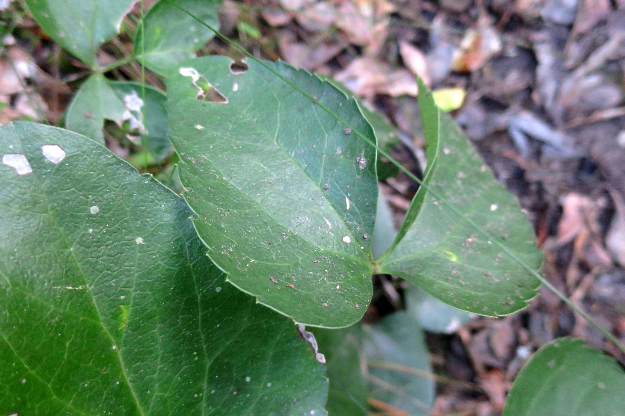 Image of Knowltonia vesicatoria subsp. vesicatoria