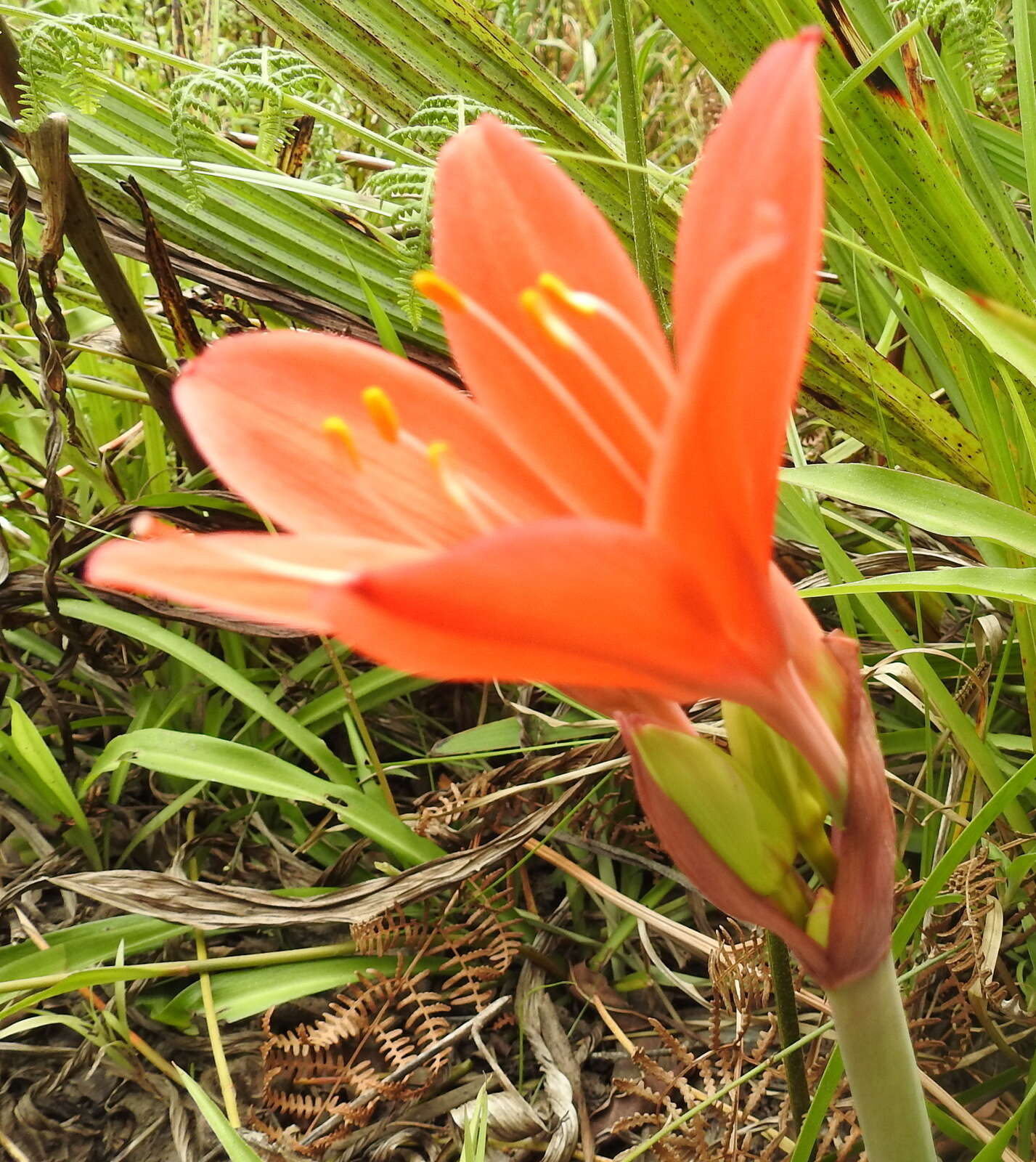 Cyrtanthus elatus (Jacq.) Traub resmi