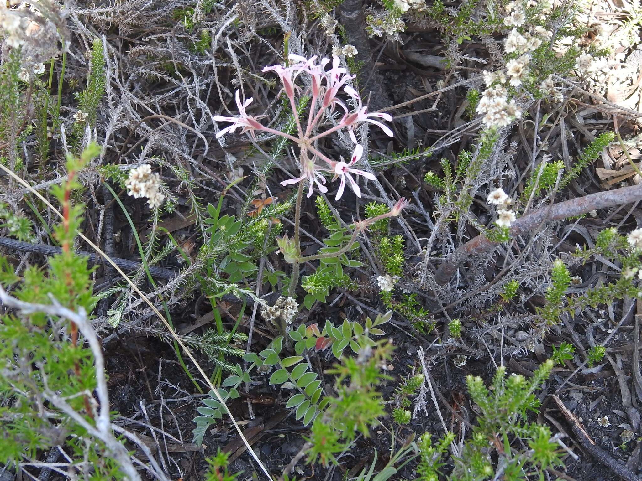 Image of Pelargonium pinnatum (L.) L'Her.