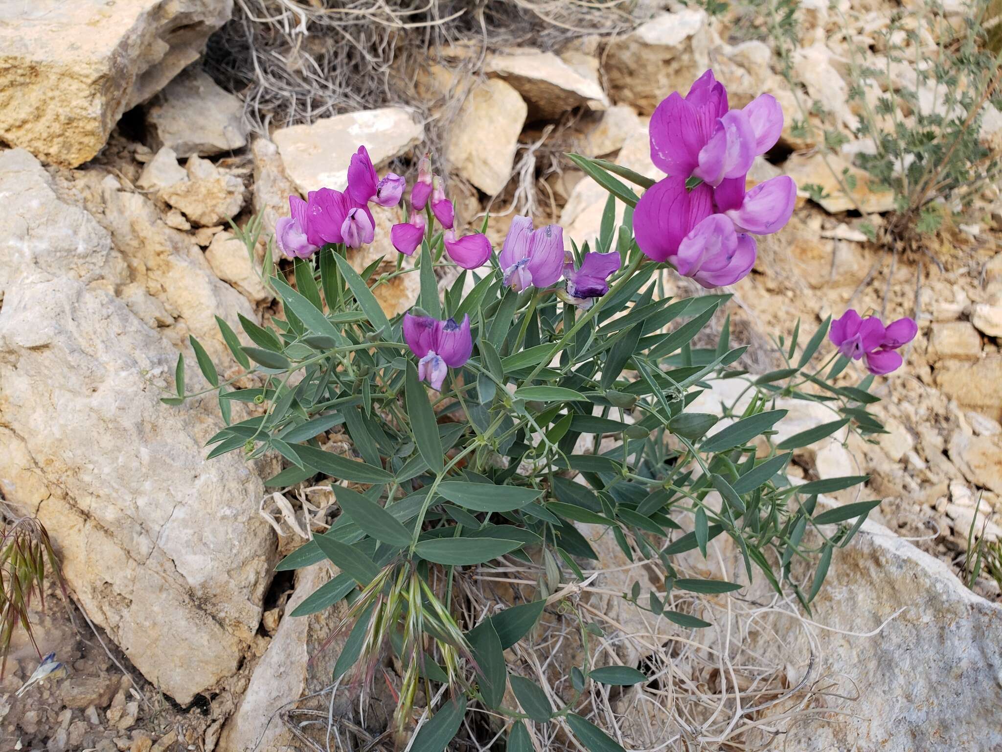 Imagem de Lathyrus zionis C. L. Hitchc.