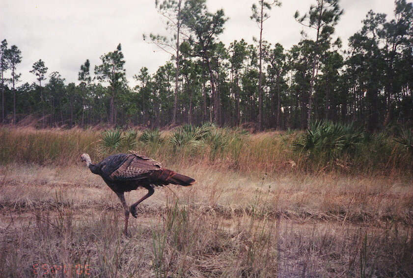 Imagem de Meleagris gallopavo Linnaeus 1758