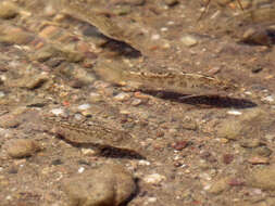 Image of Desert Pupfish