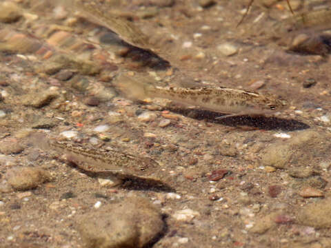 Image of Desert Pupfish