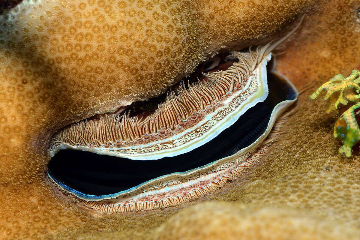 Image of coral clam